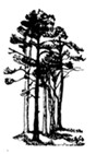 Organisation Logo